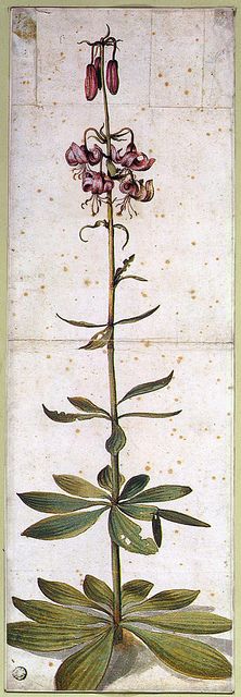 1545. Albrecht Dürer, Turk's Cap Lily (Lilium Martagon)